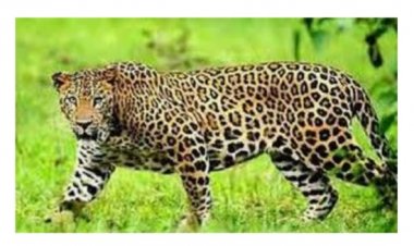 2021 में हुआ 67 तेंदुओं का शिकार, आरटीआई से खुलासा, 105 शिकारी गिरफ्तार