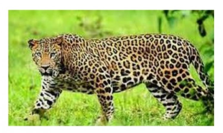 2021 में हुआ 67 तेंदुओं का शिकार, आरटीआई से खुलासा, 105 शिकारी गिरफ्तार