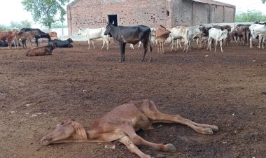 अस्थाई गौशाला पर मृत गौवंशों को निवाला बना रहे कौवे 