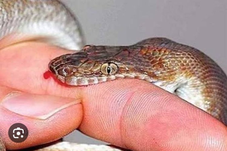 सो रही युवती को सांप ने डंसा, हुई मौत 