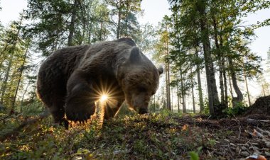 फेस्टिवल ऑफ लाइफ के साथ त्योहारी जोश बढ़ाने की तैयारी की