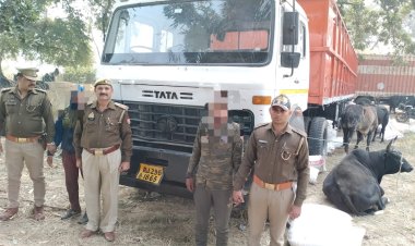 बिना नम्बर प्लेट के ट्रेलर में लदे 24 गौवंशो के साथ दो तस्कर गिरफ्तार 