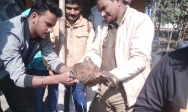 दुर्लभ प्रजाति का उल्लू आसमान से गिरा, लोगों ने किया पुलिस के हवाले