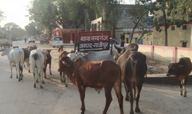डीएम के बार बार चेताने के बाद भी कर्मचारियों की नाकामी, आवारा पशुओं का बढ़ा आतंक