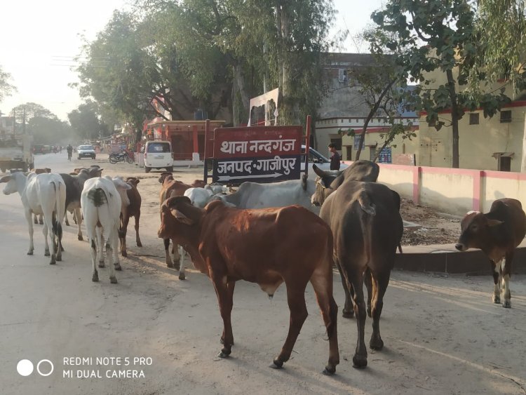 डीएम के बार बार चेताने के बाद भी कर्मचारियों की नाकामी, आवारा पशुओं का बढ़ा आतंक