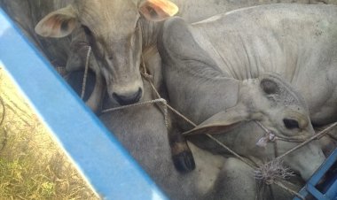 बिना नम्बर की बोलेरो से छह बछडा तथा एक मृत गाय बरामद
