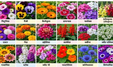 सर्दियों में फूलों से महकेगा घर-आंगन, अक्टूबर से ही शुरू करें तैयारी - रश्मि कुमारी, उ‌द्यान विशेषज्ञ