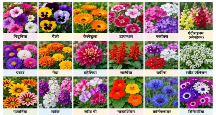 सर्दियों में फूलों से महकेगा घर-आंगन, अक्टूबर से ही शुरू करें तैयारी - रश्मि कुमारी (उ‌द्यान विशेषज्ञ)